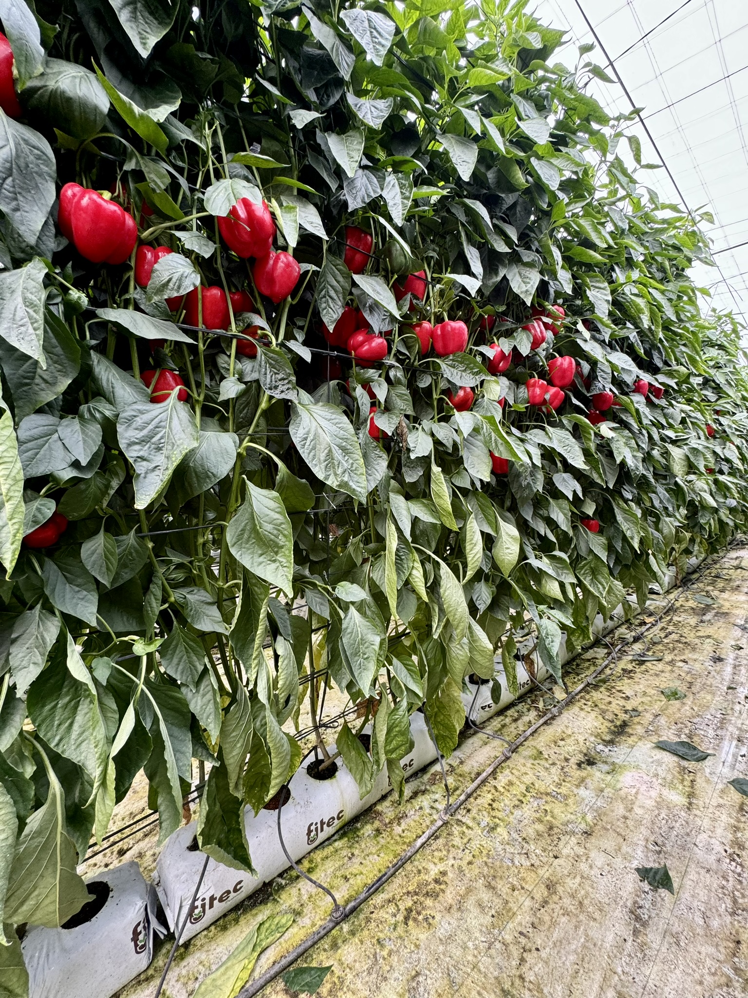 Crecimiento de la hidroponía en Marruecos: una tendencia técnica con impacto estratégico